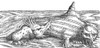 Sea Monster Attacks Ziphius, 16th Century Poster Print by Science Source - Item # VARSCIBY0470