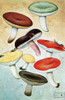 Fungi, Mushrooms Poster Print by Science Source - Item # VARSCIJC1076
