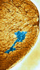 Mammogram Poster Print by Science Source