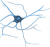 Ramified Nerve Cell From Grey Matter, 1852 Poster Print by Science Source - Item # VARSCIJC0509