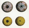 Sea Urchins Poster Print by Science Source - Item # VARSCIJC1092
