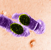 Healthy Cells Poster Print by Science Source - Item # VARSCIBQ6990