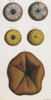 Sea Urchins Poster Print by Science Source - Item # VARSCIJC1091