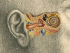 Human Ear Poster Print by Spencer Sutton/Science Source - Item # VARSCIBV1164