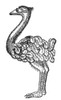 Ostrich, 16th Century Poster Print by Science Source - Item # VARSCI9N3057