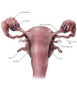 Uterus, Ovaries and Bladder Poster Print by Evan Oto/Science Source - Item # VARSCIBV9009
