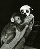 Animal Testing, Maternal Deprivation Poster Print by Science Source - Item # VARSCI9M9510