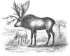 Sivatherium Poster Print by Science Source - Item # VARSCI9N3186