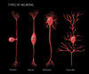 Types of Neurons Poster Print by Monica Schroeder/Science Source - Item # VARSCIJC2581