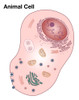 Animal Cell Diagram Poster Print by Spencer Sutton/Science Source - Item # VARSCIBY8011