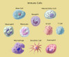 Immune Cells, Illustration Poster Print by Spencer Sutton/Science Source - Item # VARSCIJB0982