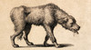 Dog with Rabies, Engraving, 1800 Poster Print by Science Source - Item # VARSCIJC4361