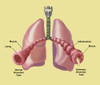 Normal vs. Asthmatic Bronchial Tubes Poster Print by Spencer Sutton/Science Source - Item # VARSCIBZ4297