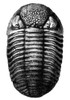 Trilobite Fossil Poster Print by Science Source - Item # VARSCIBX3726