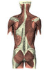 Back Muscles Poster Print by Science Source - Item # VARSCIBQ2111