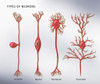 4 Types of Neurons, Illustration Poster Print by Monica Schroeder/Science Source - Item # VARSCIJC0758