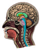 Head and Brain Anatomy Poster Print by Science Source - Item # VARSCIBS4908