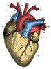 Heart Poster Print by Science Source