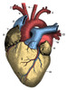 Heart Poster Print by Science Source - Item # VARSCIBQ2814