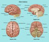 Brain Anatomy, Illustration Poster Print by Gwen Shockey/Science Source - Item # VARSCIJC6259