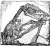 Pterodactyl, Extinct Flying Reptile Poster Print by Science Source - Item # VARSCIBT7436