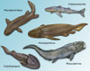 Prehistoric Fishes, Illustration Poster Print by Gwen Shockey/Science Source - Item # VARSCIJB3311