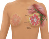 Anatomy of the Breast Poster Print by Gwen Shockey/Science Source - Item # VARSCIBW2836