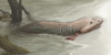 Tiktaalik, Illustration Poster Print by Spencer Sutton/Science Source - Item # VARSCIJA1017