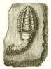 Devonian Crinoid Poster Print by Science Source - Item # VARSCI9N3115