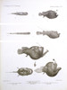 Deep Sea Fishes Poster Print by Science Source