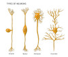 4 Types of Neurons, Illustration Poster Print by Monica Schroeder/Science Source - Item # VARSCIJC0763