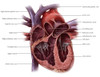Chambers of the Heart Poster Print by Evan Oto/Science Source - Item # VARSCIBV8978