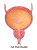 Male Bladder, Illustration Poster Print by Gwen Shockey/Science Source - Item # VARSCIJB6940
