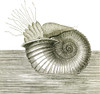Jurassic Ammonite Poster Print by Science Source - Item # VARSCI9N3145