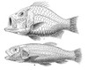 Cretaceous Fishes Poster Print by Science Source - Item # VARSCI9N3170