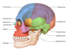 Lateral Skull, Illustration Poster Print by Evan Oto/Science Source - Item # VARSCIJC7431