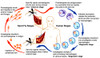 Leishmaniasis Life Cycle Poster Print by Science Source - Item # VARSCIBV5385