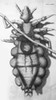 Robert Hooke's Louse, 1665 Poster Print by Science Source - Item # VARSCIBX1968