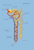 Nephron of the Kidney, Illustration Poster Print by Monica Schroeder/Science Source - Item # VARSCIJA7855