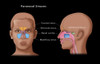 Paranasal Sinuses, Illustration Poster Print by Monica Schroeder/Science Source - Item # VARSCIJC2557