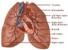 Anatomy of the Lungs Poster Print by Gwen Shockey/Science Source - Item # VARSCIBZ3676
