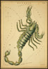 Scorpius Constellation, Zodiac Sign, 1825 Poster Print by Science Source - Item # VARSCIBY2728