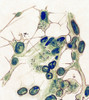 Drawing of Lymph Sinus, 1918 Influenza Poster Print by Science Source - Item # VARSCIJB7411