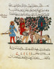 Dioscorides's "De Materia Medica", 13th Century Poster Print by Science Source - Item # VARSCIBP5626