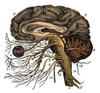Brain and Cranial Nerves Poster Print by Science Source