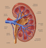 Healthy Kidney, Illustration Poster Print by Monica Schroeder/Science Source - Item # VARSCIJA7841