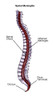 Spinal Meningitis Poster Print by Spencer Sutton/Science Source - Item # VARSCIBZ4339