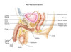 Male Reproductive System Poster Print by Spencer Sutton/Science Source - Item # VARSCIBZ4327