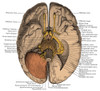 Undersurface of the Brain Poster Print by Science Source - Item # VARSCIBS4904