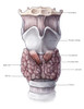Thyroid Anatomy Poster Print by Evan Oto/Science Source - Item # VARSCIBV9004